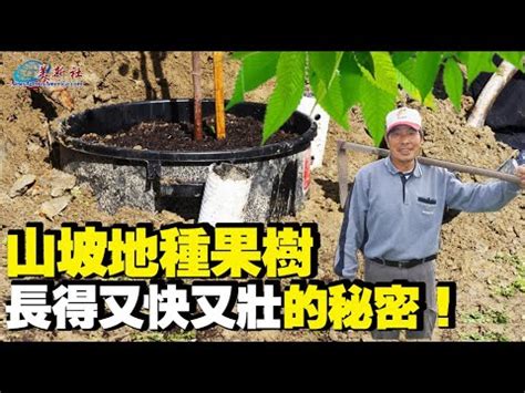 適合南部種植的果樹|臺灣各地區適合栽種的果樹苗